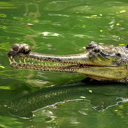 Madras Crocodile Bank